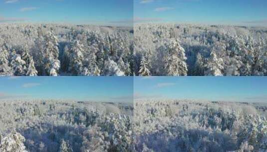 白天在寒冷的冬天飞过史诗般白雪覆盖的森林高清在线视频素材下载