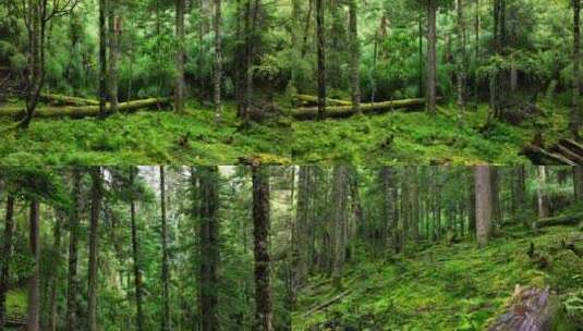 唯美原始森林高清在线视频素材下载