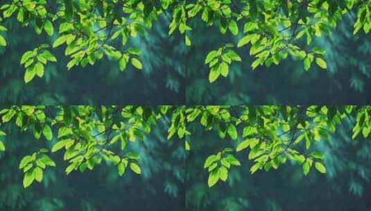 树叶阳光空镜高清在线视频素材下载