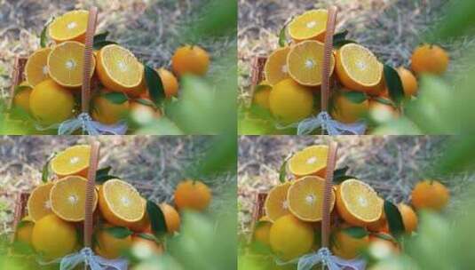 亲子生活采摘橙橘子特写园丰收果竹筐剥开高清在线视频素材下载