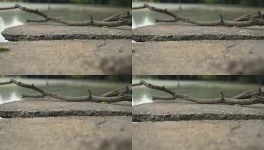 石板路上的树枝高清在线视频素材下载