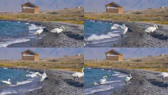 【正版4K素材】新疆赛里木湖天鹅升格3高清在线视频素材下载