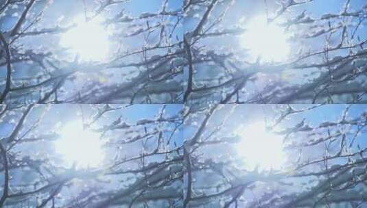 雪花飘落在冬天的枯枝高清在线视频素材下载