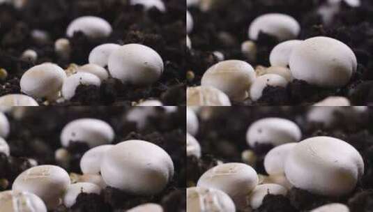 蘑菇 种子 生长延时高清在线视频素材下载