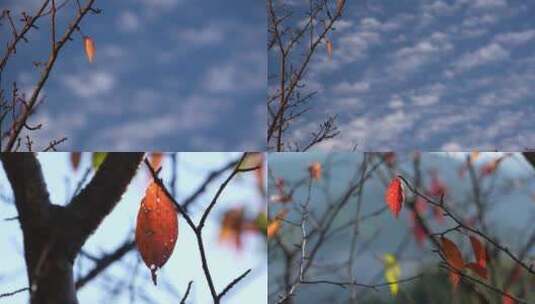 秋天树枝上的一片树叶秋色秋景秋季红叶孤独高清在线视频素材下载