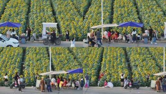 中国广东省广州市南沙横沥镇向日葵高清在线视频素材下载