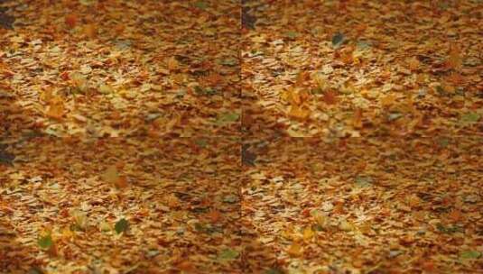 秋天微风吹动满地的银杏叶高清在线视频素材下载
