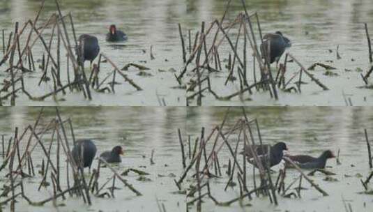 湿地沼泽池塘富营养化黑水鸡高清在线视频素材下载