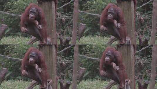 红毛猩猩高清在线视频素材下载