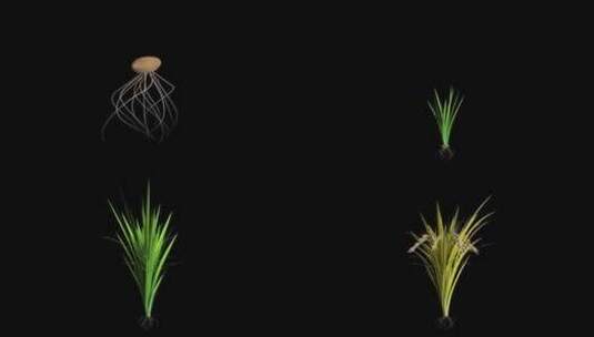 水稻生长高清在线视频素材下载