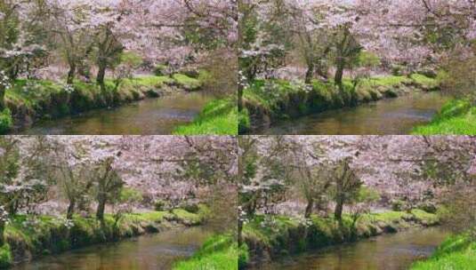 阳光春天樱花盛开美丽风景高清在线视频素材下载