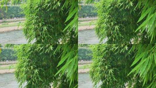 4k竹海竹林竹子中式美学高清在线视频素材下载