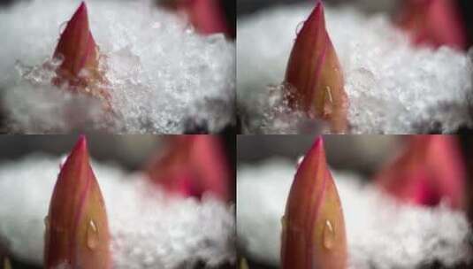 冰雪消融高清在线视频素材下载