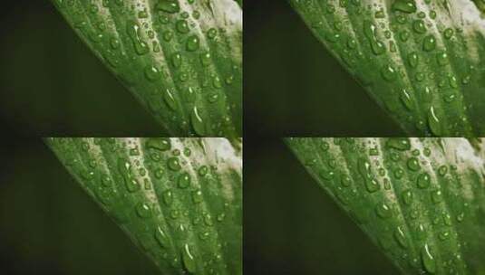 树叶上的水滴微距摄影高清在线视频素材下载