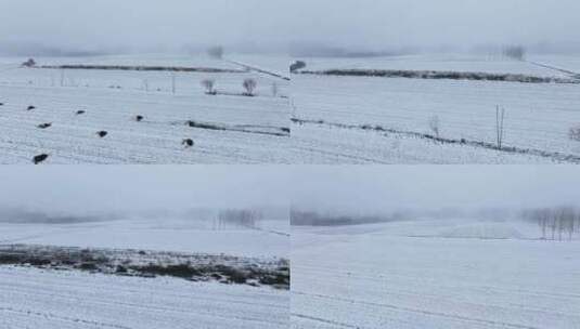 冬天被大雪覆盖的田地高清在线视频素材下载