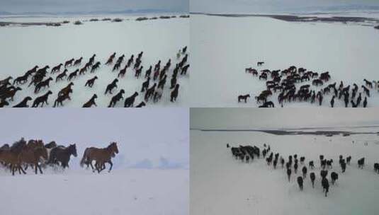 昭苏天马踏雪合集高清在线视频素材下载