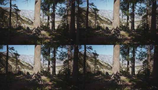 巨型红杉树耸立在红杉国家公园的地面上高清在线视频素材下载