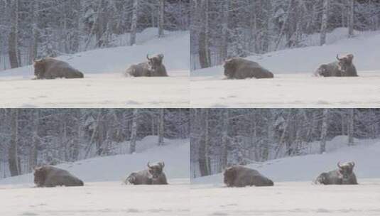 两只放松的欧洲野牛躺在白雪皑皑的林地里高清在线视频素材下载