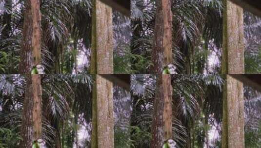 雨中森林的大树干和茂密的树木。高清在线视频素材下载