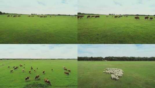 辽阔草原上牛羊吃草高清在线视频素材下载