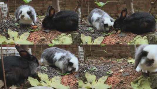 两只可爱的宠物小兔子高清在线视频素材下载
