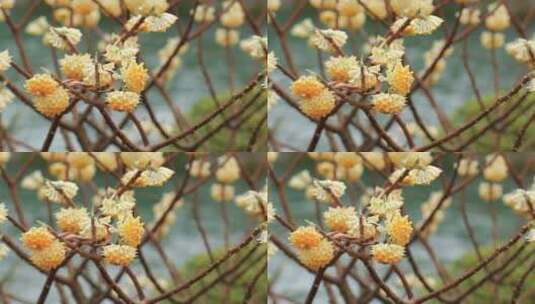 春天盛开的淡黄色结香花实拍素材高清在线视频素材下载