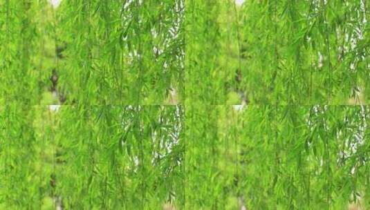 阳光下嫩绿的柳枝垂柳风中摇摆高清在线视频素材下载