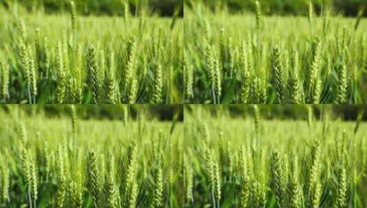 麦田里绿色饱满的麦穗特写高清在线视频素材下载