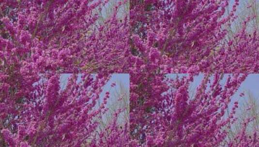 春天紫荆花盛开开花高清在线视频素材下载
