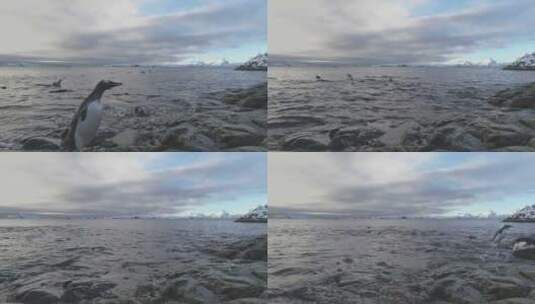 巴布亚企鹅跳上南极海岸高清在线视频素材下载