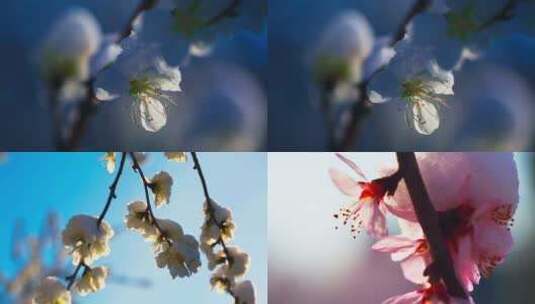 一组春天桃花的素材高清在线视频素材下载