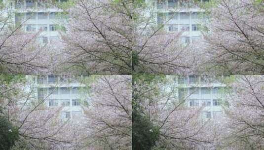校园教学楼前美丽的樱花高清在线视频素材下载