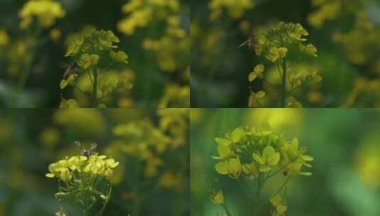 菜花油菜花蜜蜂高清在线视频素材下载