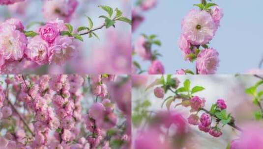 花树春天的花重瓣榆叶梅小桃红开花高清在线视频素材下载