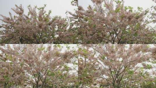 泰国樱花、花旗木高清在线视频素材下载