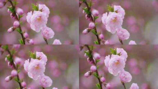 春花烂漫春天的桃花高清在线视频素材下载