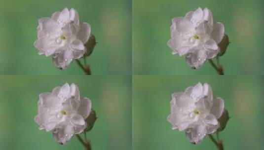 茉莉花花瓣花朵特写高清在线视频素材下载