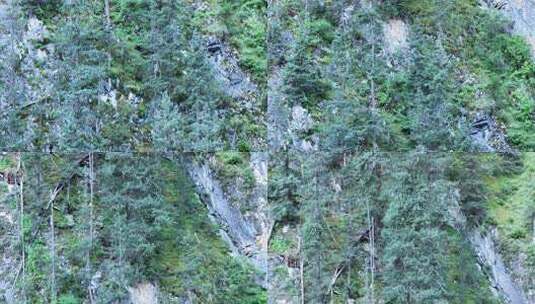 森林 野生动物 大山高清在线视频素材下载