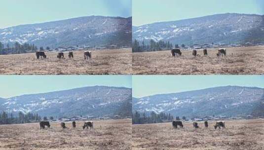 香格里拉雪山耗牛养殖高清在线视频素材下载