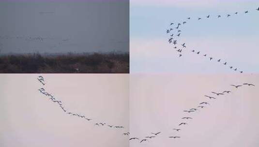 8K湿地野生鸟类鸟浪鸟群空镜合集高清在线视频素材下载