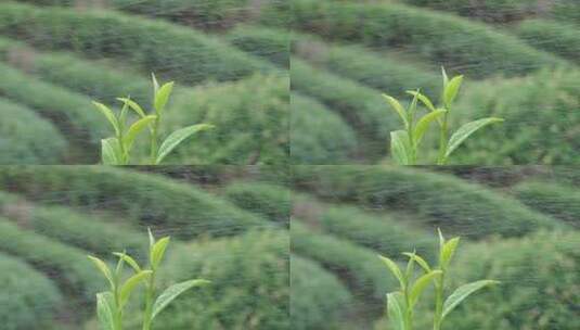 雨中嫩绿茶苗的清新自然景象高清在线视频素材下载