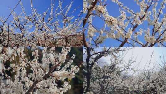 广东茂名信宜钱排 李花 双合 三华李花高清在线视频素材下载