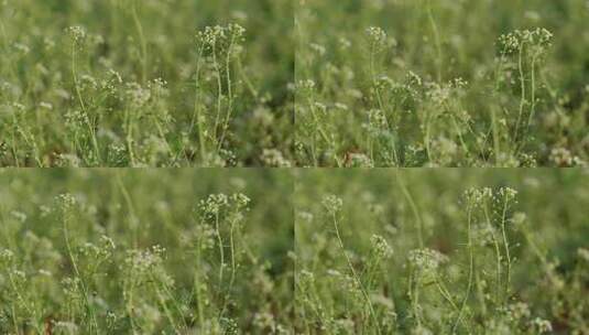 春天随风摆动的荠菜野菜高清在线视频素材下载