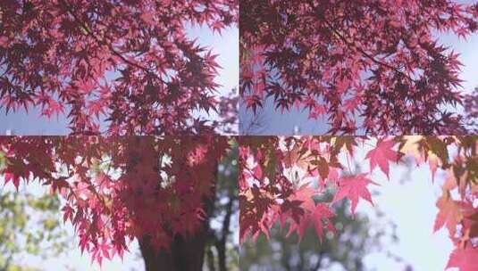 枫叶红了(多个片段合集)高清在线视频素材下载