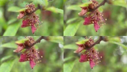 植物桃树树叶结果花昆虫叶子高清在线视频素材下载