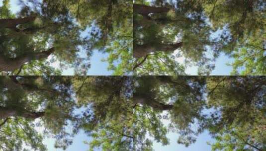 仰拍森林里的大树高清在线视频素材下载