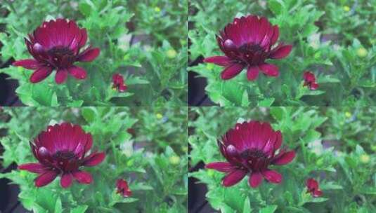 高清实拍红色花朵高清在线视频素材下载