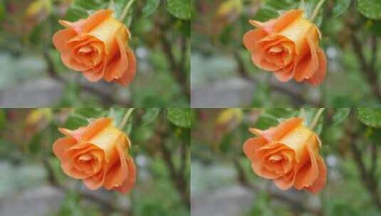 黄色玫瑰花特写镜头高清在线视频素材下载