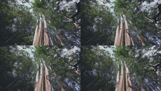 参天大树，风吹树叶高清在线视频素材下载