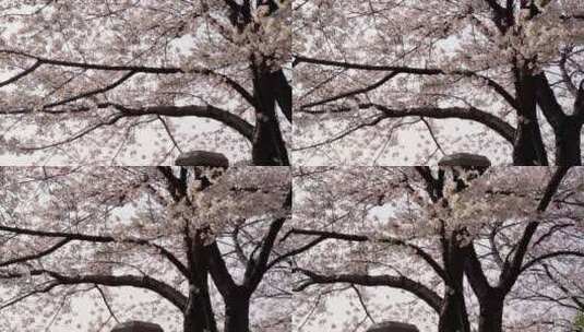 春天的樱花树高清在线视频素材下载